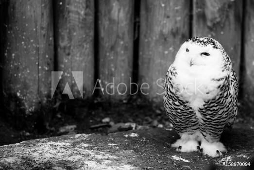 Picture of Snow owl - black and white animals portraits